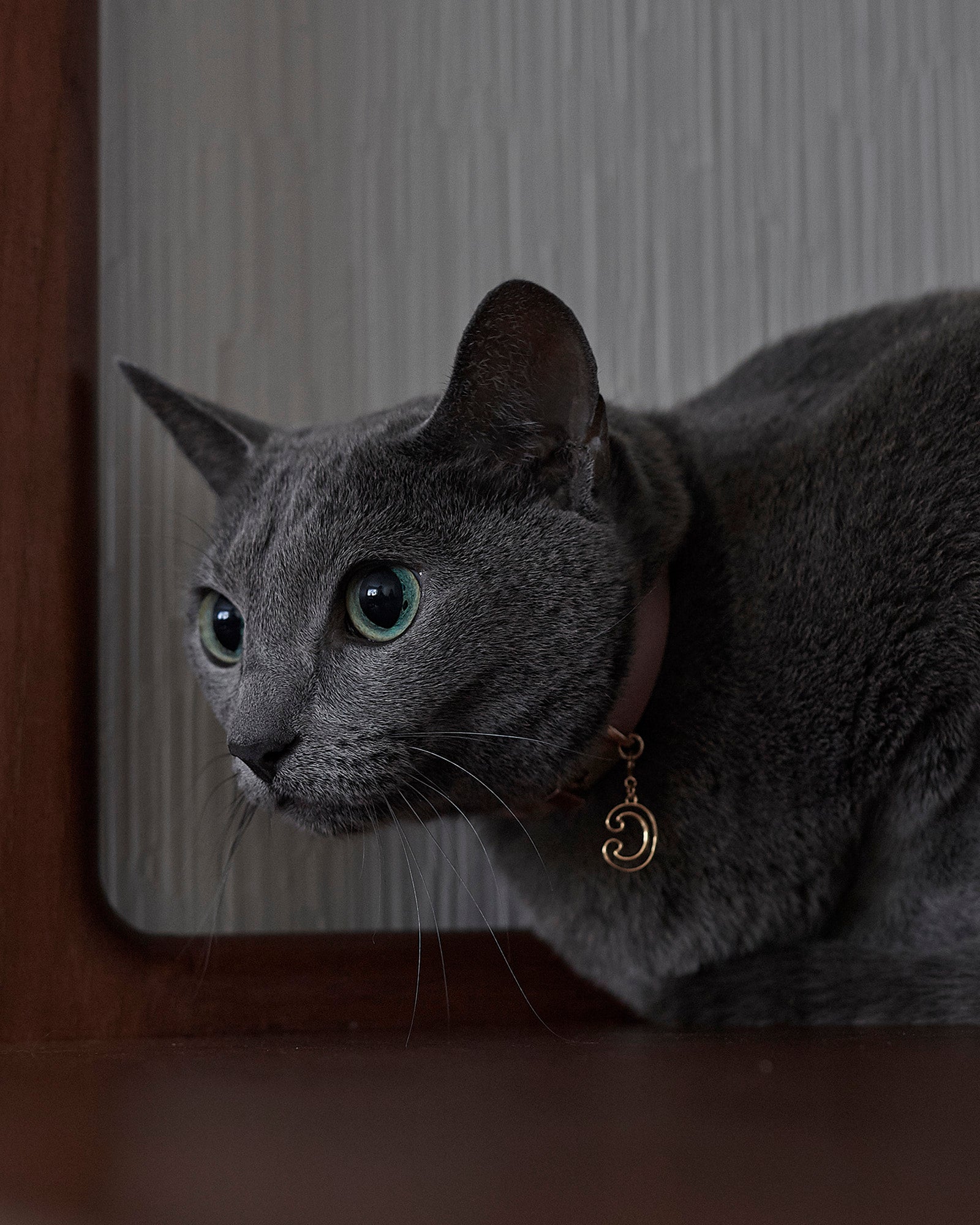 New】THE CATS MEOW - choker & bracelet -［BLACK］ – 8ablish