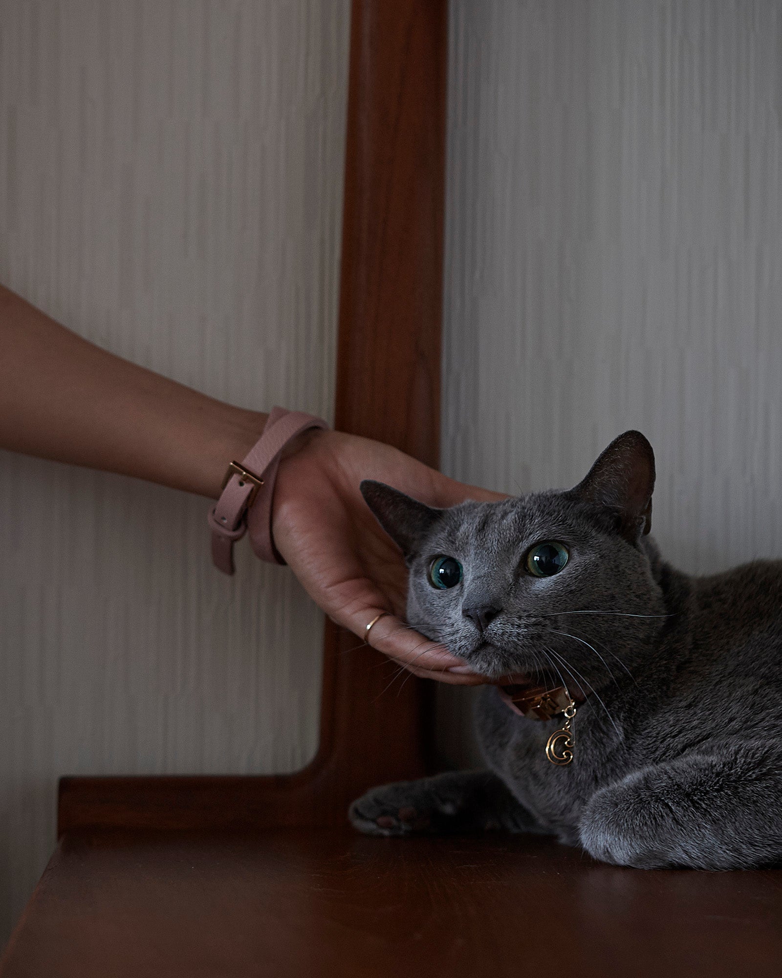 New】THE CATS MEOW - choker & bracelet -［BLACK］ – 8ablish